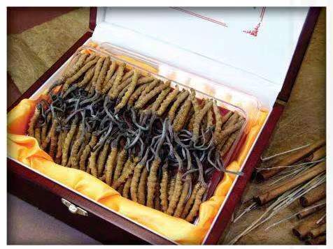 瑞昌冬虫夏草回收